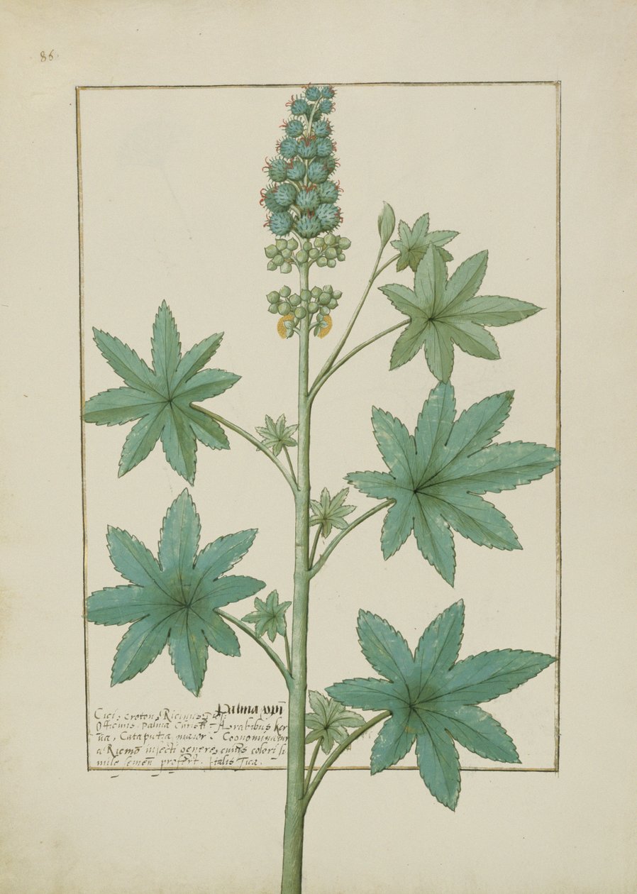 女士Fv VI＃1 fol.154v来自Mattheaus Platearius的简单药物之书（dc1161）c.1470 作者 罗宾特·德斯塔德