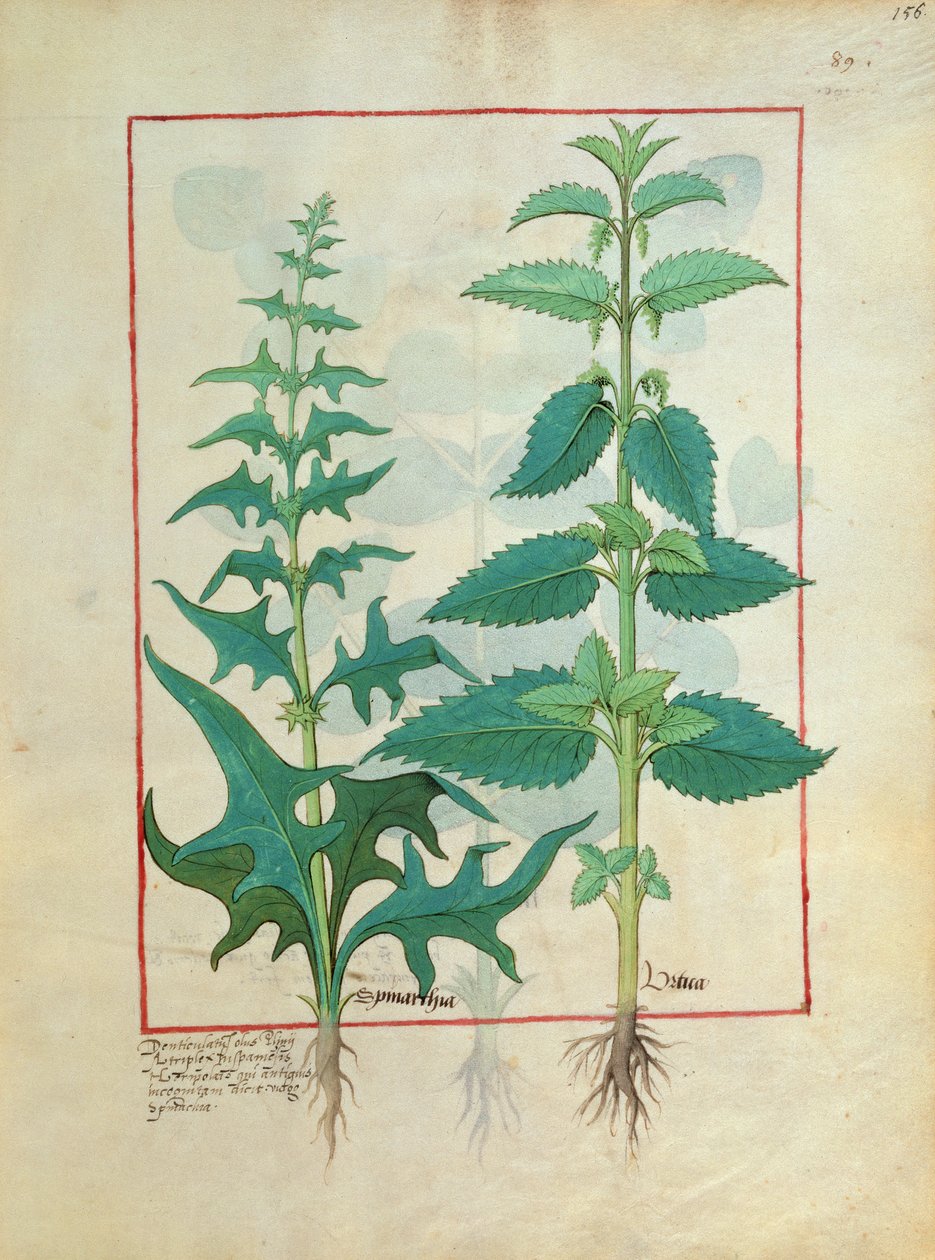 荨麻科（荨麻家族）插图来自简单医学书籍Mattheaus Platearius 156 作者 罗宾特·德斯塔德