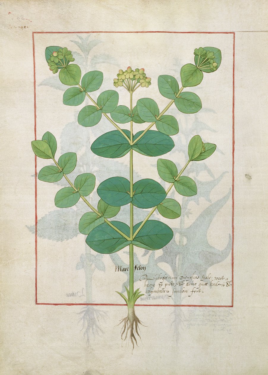 花，从简单的医学书的例证由Mattheaus Platearius 156 作者 罗宾特·德斯塔德