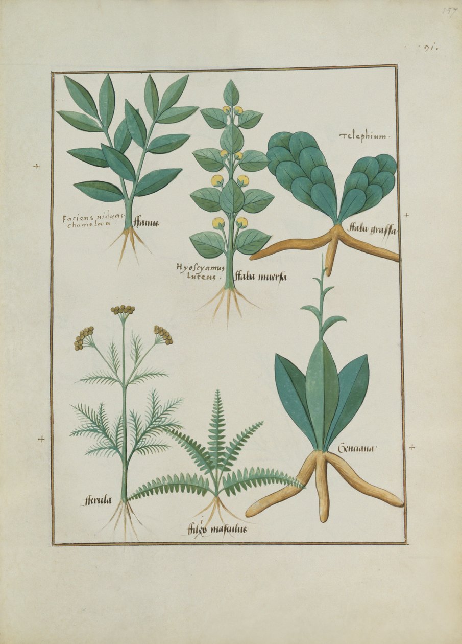 女士Fv VI＃1 fol.157r蕨类植物和灌木，来自Mattheaus Platearius的简单药物之书（dc1161）c.1470 作者 罗宾特·德斯塔德