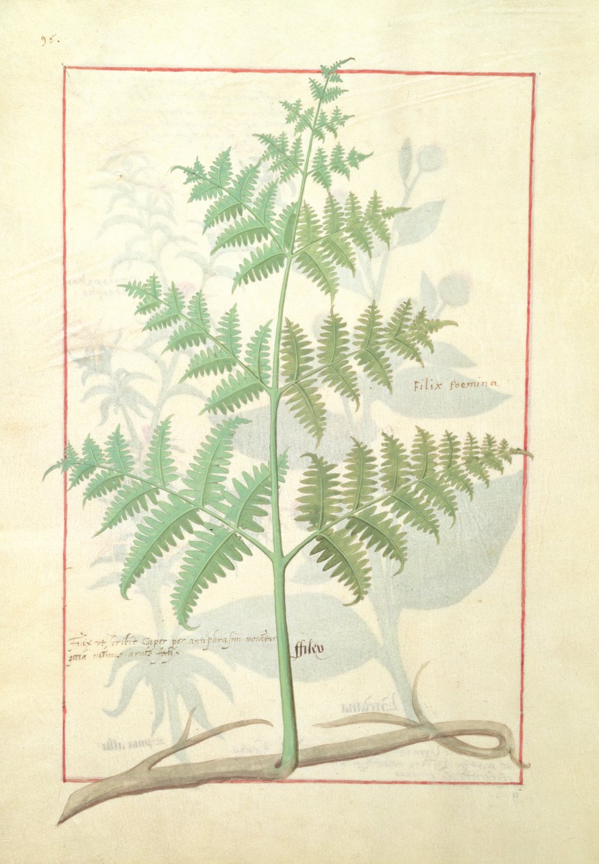 从Mattheaus Platearius 159v的简单医学书的插图 作者 罗宾特·德斯塔德