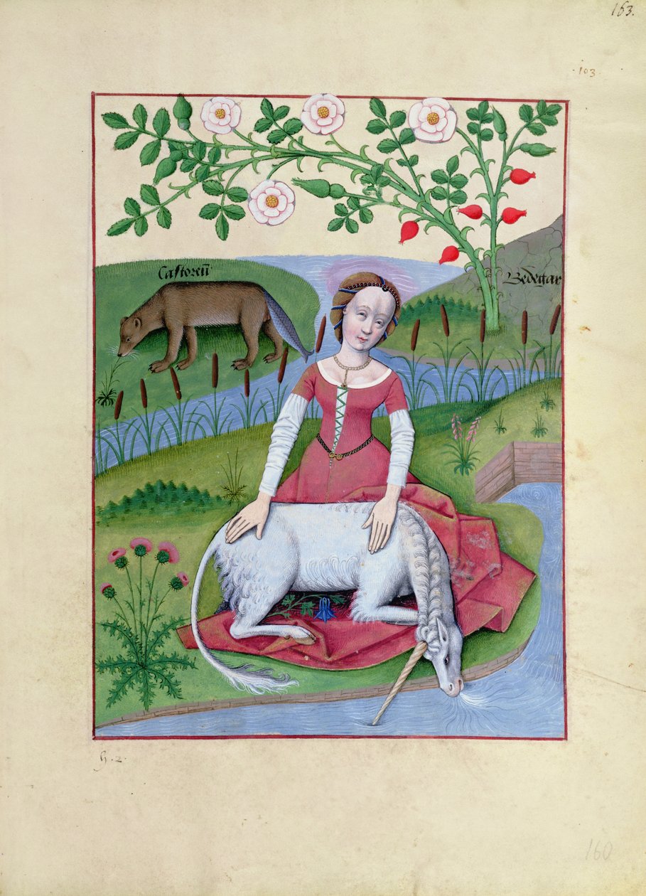女士Fv VI fol.163r Mattheaus Platearius的“简单药物之书”中的插图 作者 罗宾特·德斯塔德