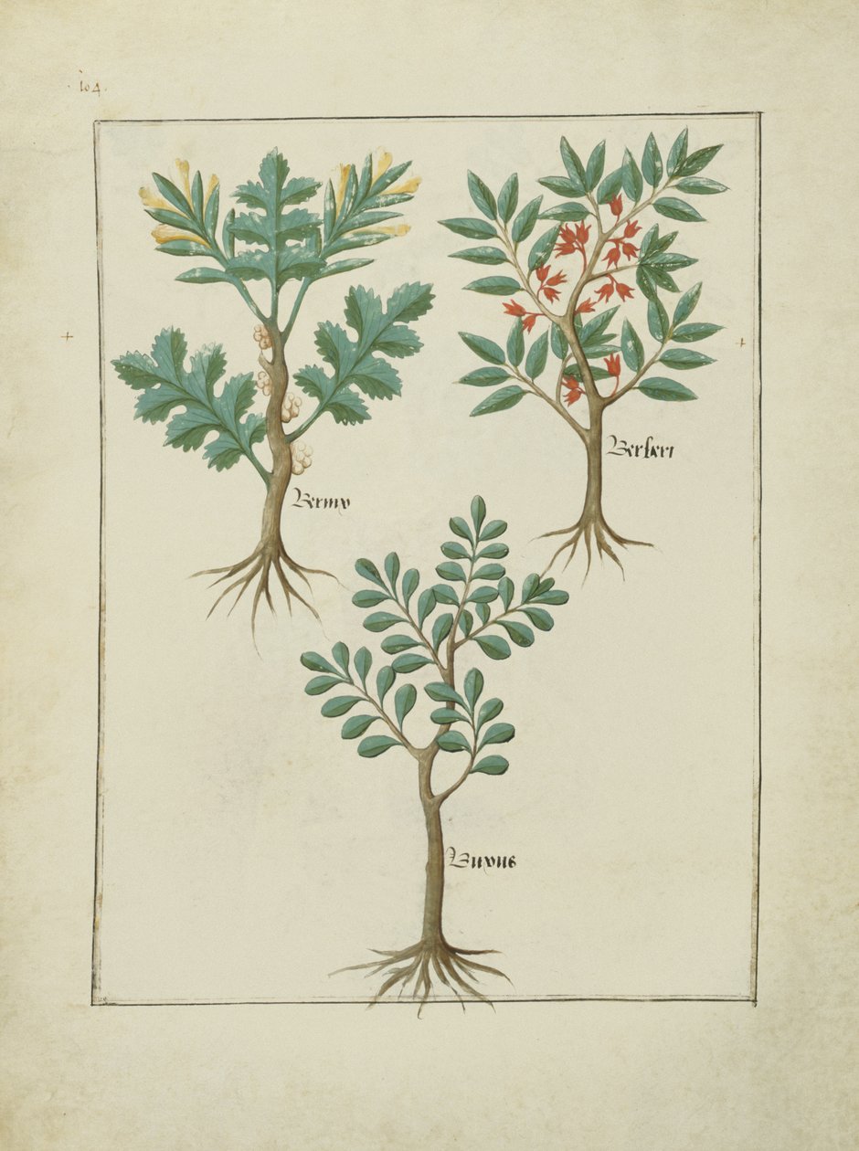 女士Fv VI＃1 fol.163v来自Mattheaus Platearius的简单药物之书（dc1161）c.1470 作者 罗宾特·德斯塔德