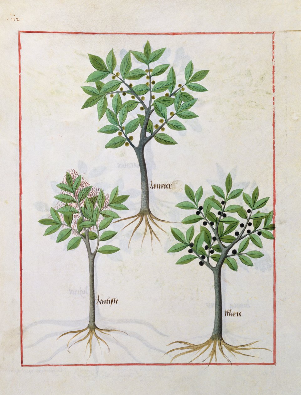 从简单医学书由Mattheaus Platearius 166v的插图 作者 罗宾特·德斯塔德