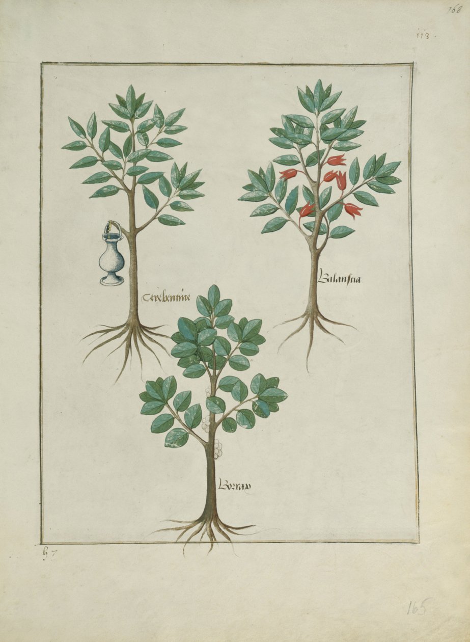 女士Fv VI＃1 fol.168r来自Mattheaus Platearius的简单药物之书（dc1161）c.1470 作者 罗宾特·德斯塔德