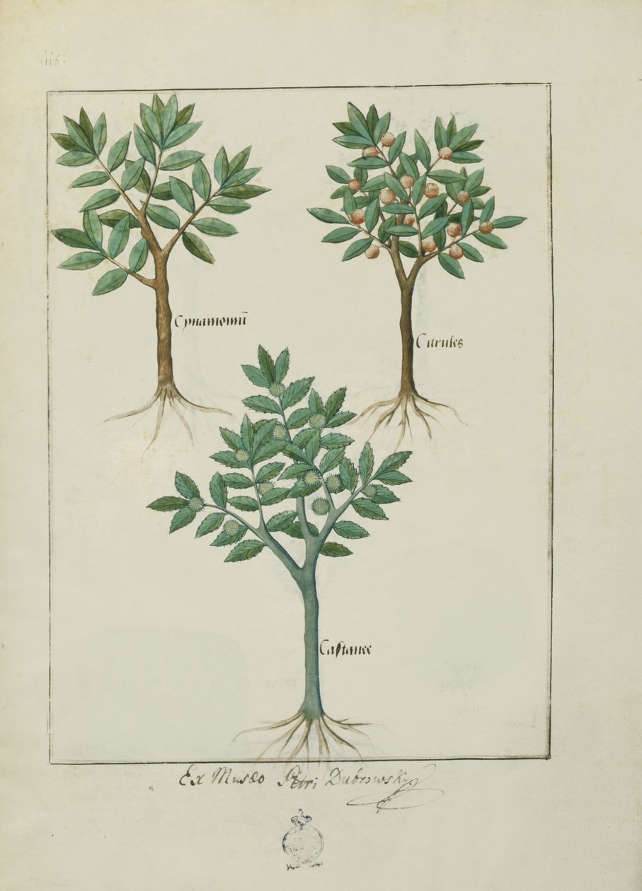 女士Fv VI＃1 fol.169v来自Mattheaus Platearius的简单药物之书（dc1161）c.1470 作者 罗宾特·德斯塔德
