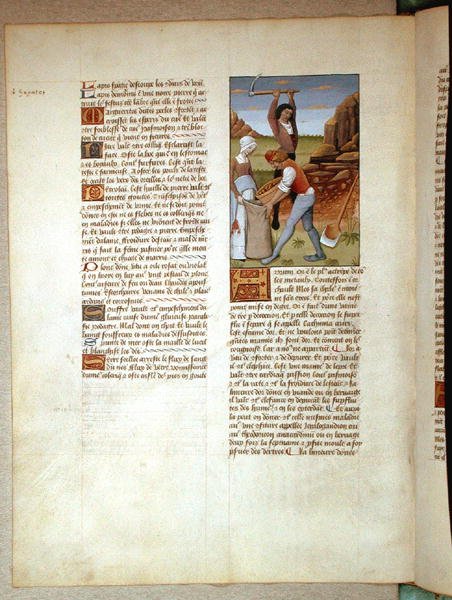女士Fv VI＃1 fol.98v采金，插图来自Matthaeus Platearius的简单药物书（dc1161）c.1470 作者 罗宾特·德斯塔德