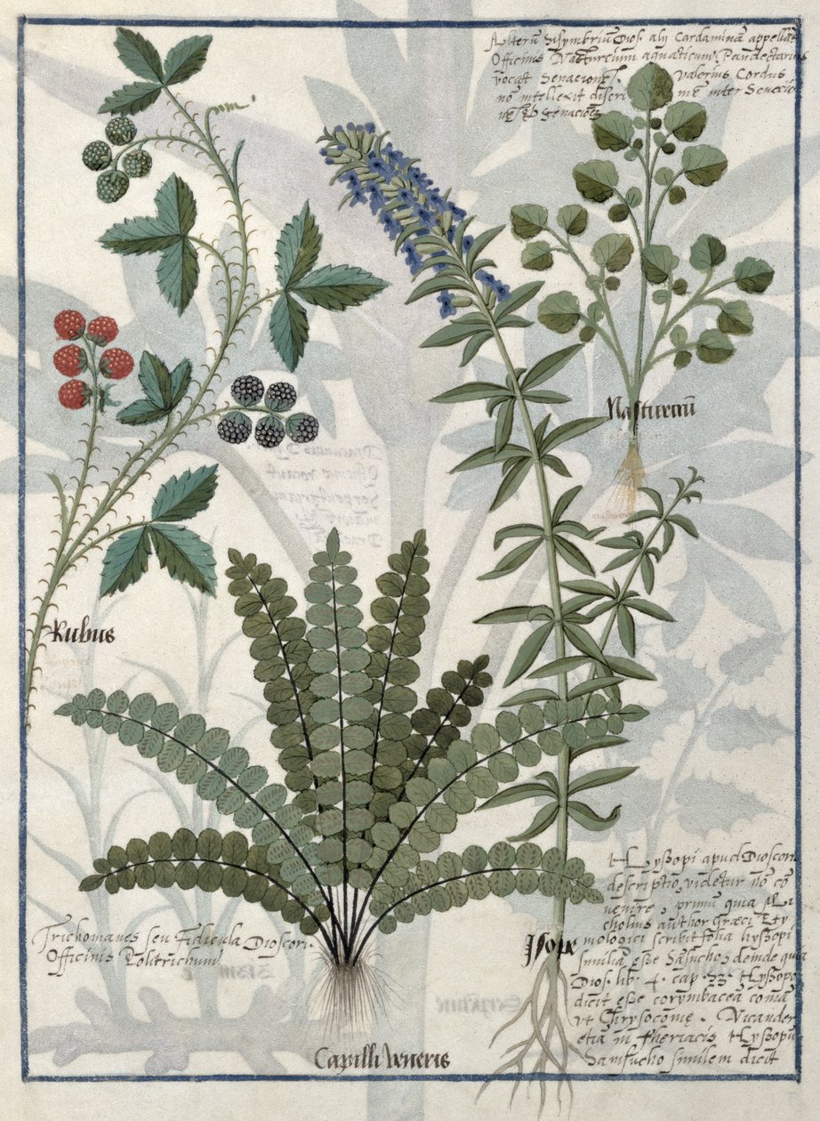 蕨类植物，荆棘和鲜花，简单药物书籍的插图由马修斯宝座 作者 罗宾特·德斯塔德