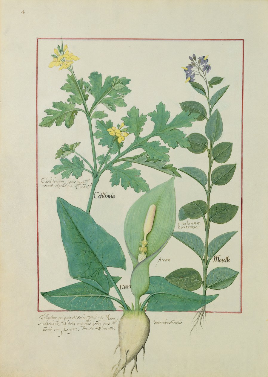 大白屈菜或罂粟，茄属或茄属植物，和阿隆，简单药物之书由马修斯宝座113v 作者 罗宾特·德斯塔德