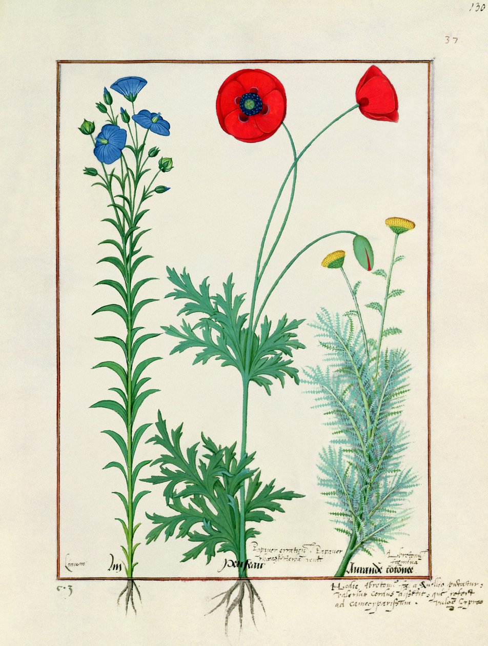 Linum，庭院罂粟和Abrotanum，从简单的药物书的例证，由Mattheaus Platearius 作者 罗宾特·德斯塔德