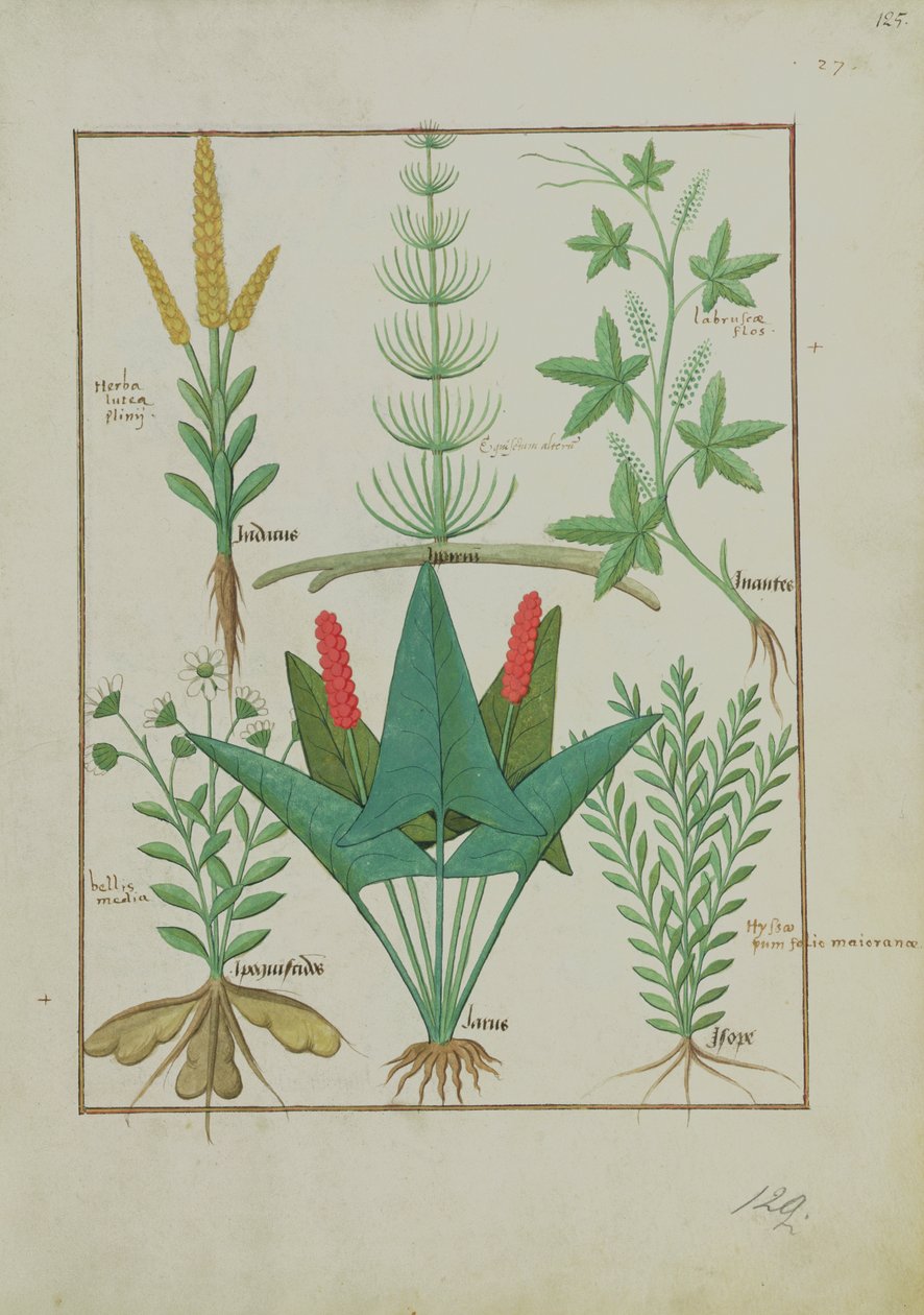 女士Fv VI＃1 fol.125r Top row：玉米，木贼属植物和Labruscae flos。底行：Daisy，Jarus和Marjoram，来自The Simple Book of Medicines的插图，作者：Mattheaus Platearius（dc1161）c.1470 作者 罗宾特·德斯塔德