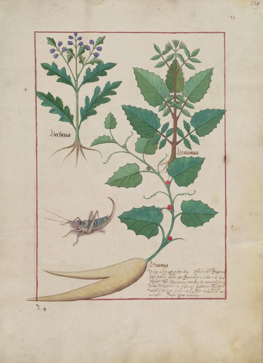 女士Fv VI＃1 fol.139r来自Mattheaus Platearius的简单药物之书（dc1161）c.1470 作者 罗宾特·德斯塔德