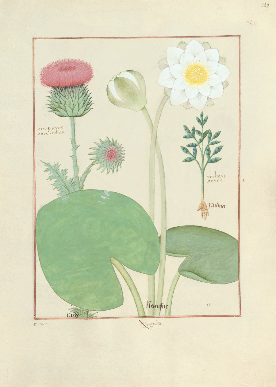羽毛蓟，睡莲和蓖麻子植物，从简单的药物书的例证，由Mattheaus Platearius 作者 罗宾特·德斯塔德