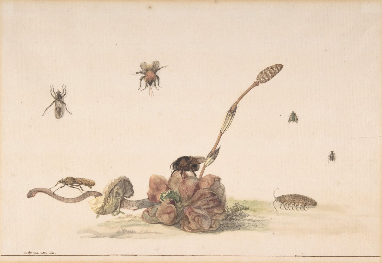 各种昆虫的真菌，1681年。 作者 罗克斯·范·维恩
