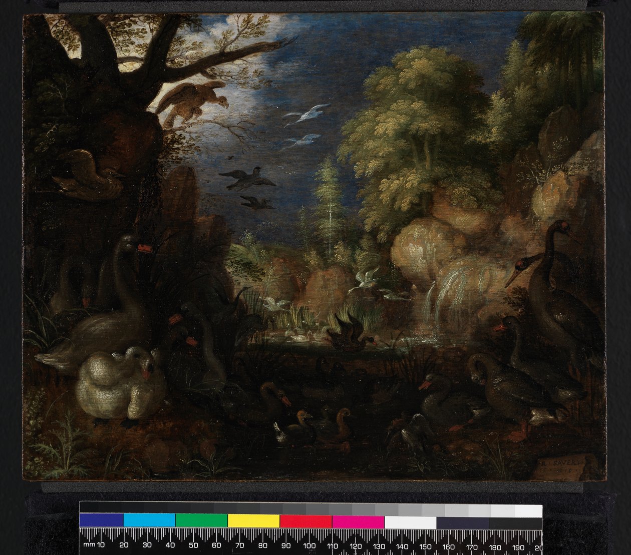 鸟类创作，1619年 作者 罗兰特·雅各布斯（Roelandt Jacobsz）。储蓄