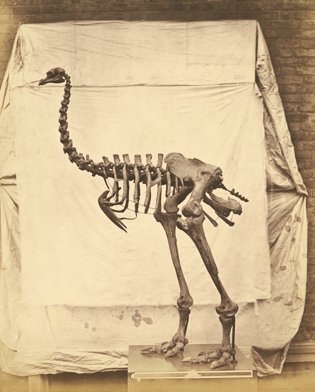 Dinornis Elephantopus Dinosaur 作者 罗杰芬顿