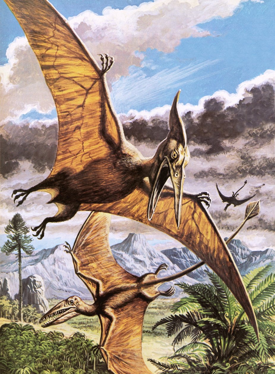 翼龙（上）和 Rhamphorhynchus（下） 作者 罗杰·佩恩