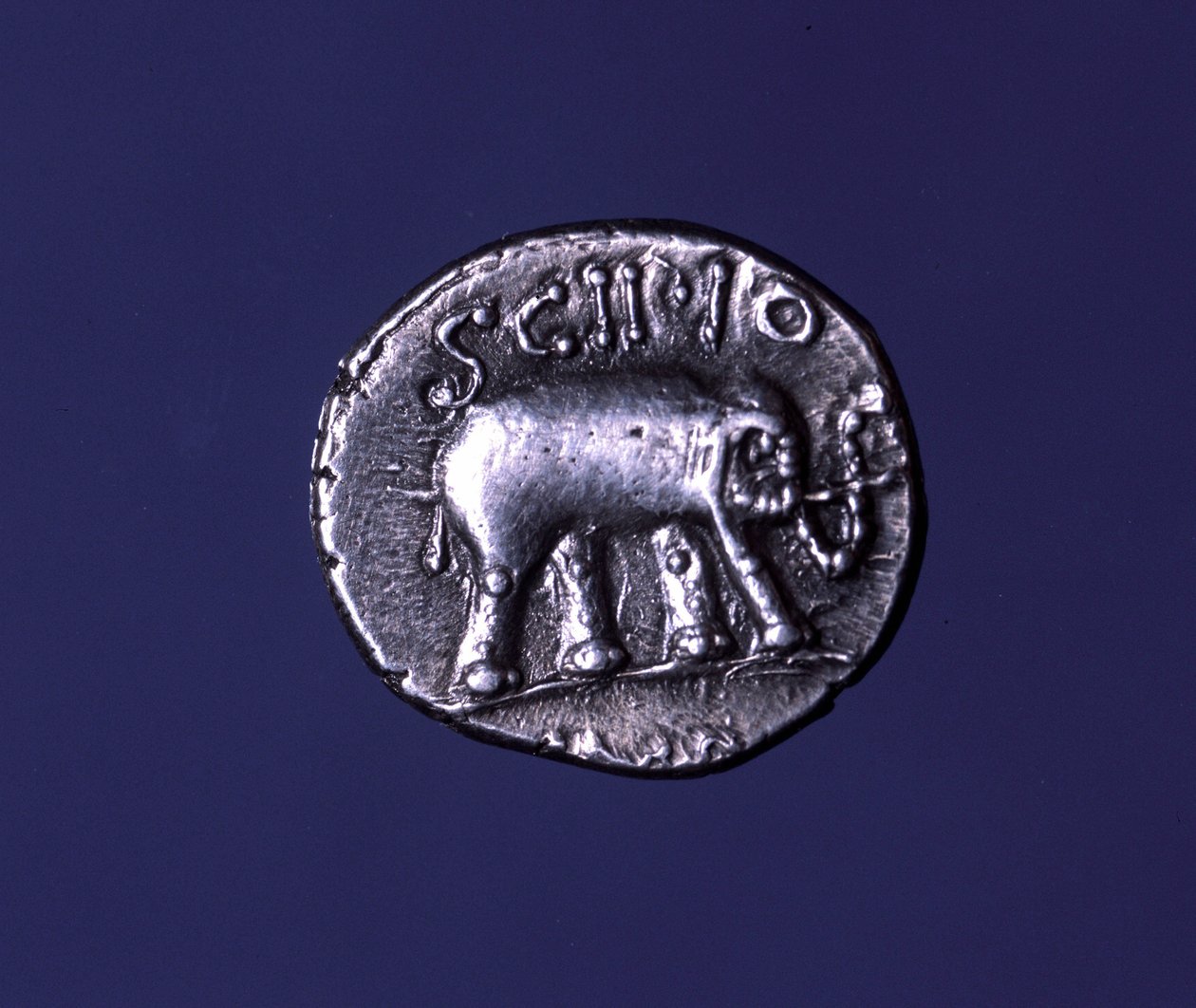 代表大象的银币，Scipions 的 fetiche 动物。 公元前 251 年，Lucius Caecilius Metellus 夺取了迦太基象。 公元前 47-46 年。 作者 小说