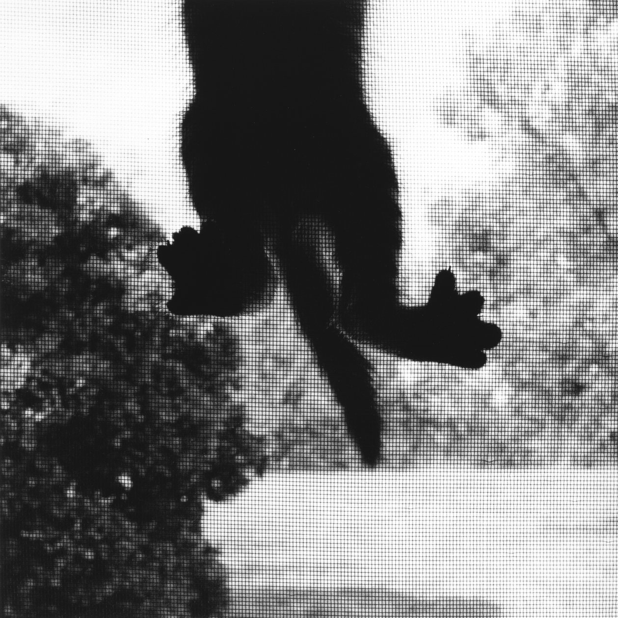攀爬的猫 作者 罗恩·埃文斯（Ron Evans）