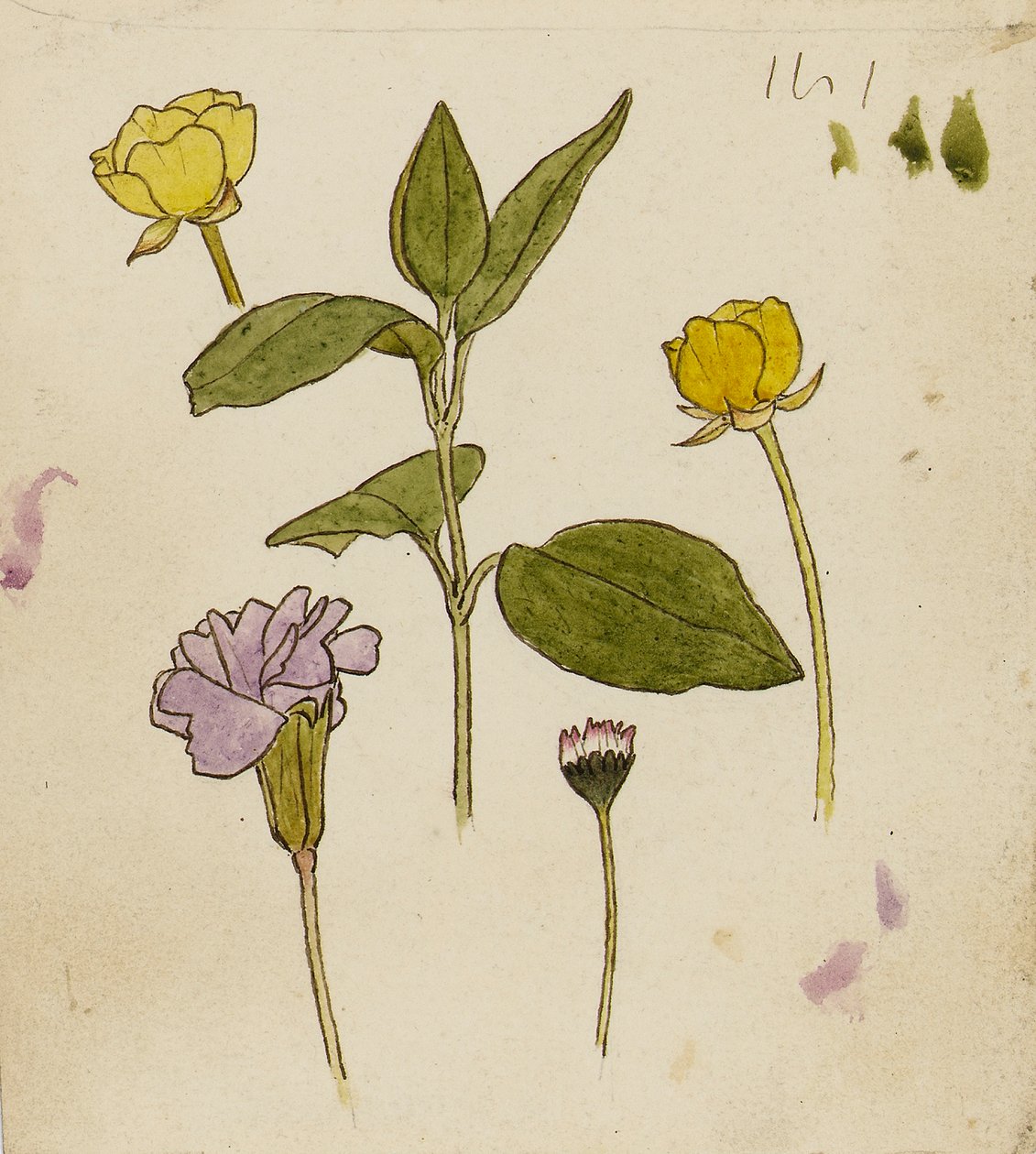 花卉研究 - 毛茛和雏菊 作者 粉红板