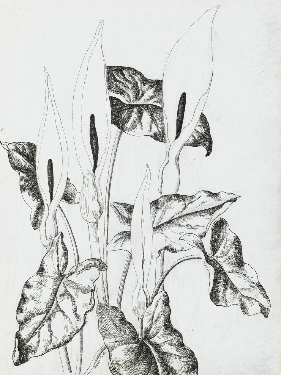Arrum Lilies 作者 罗莎莉·布里尔（Rosalie Brill）