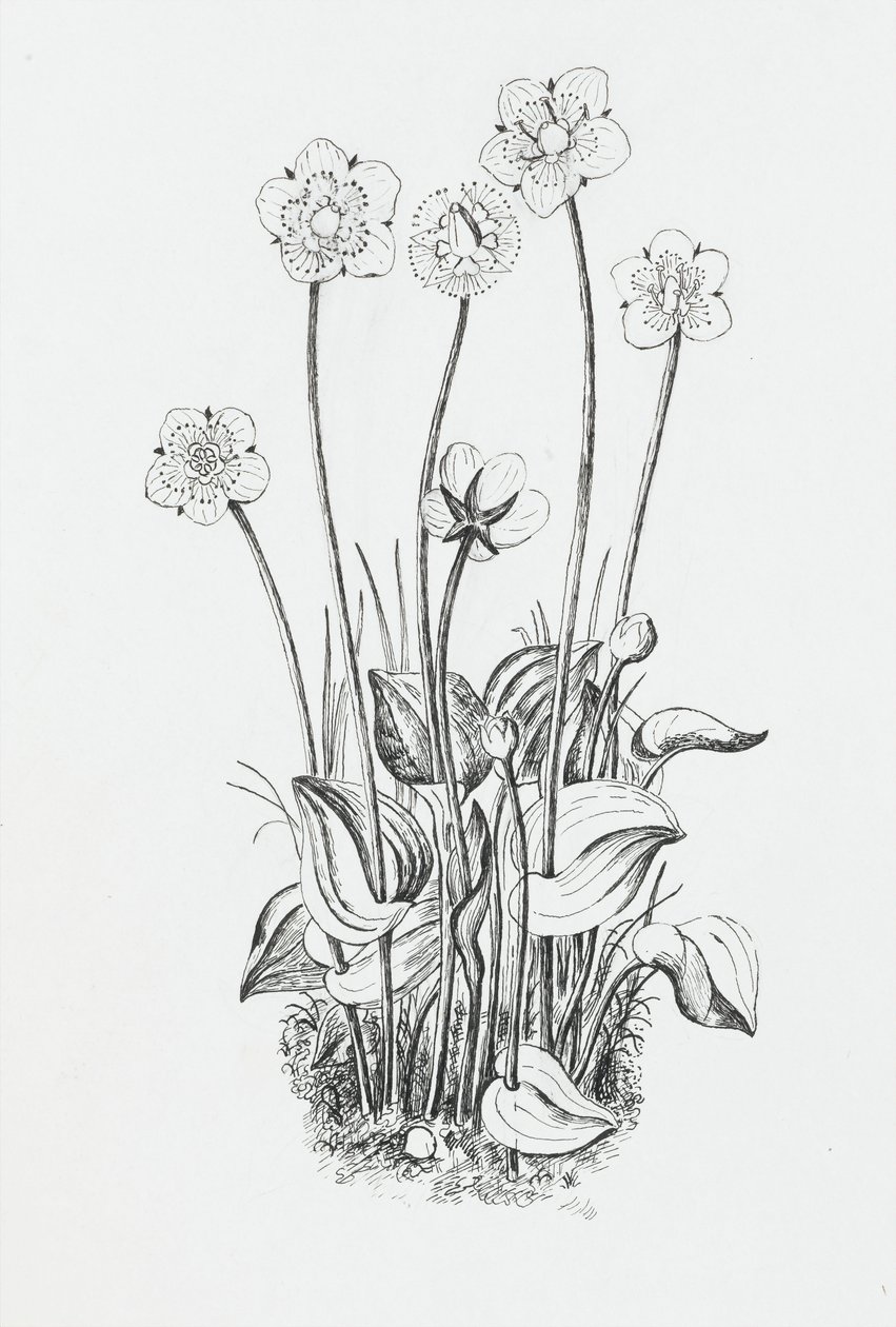 植物研究 作者 罗莎莉·布里尔（Rosalie Brill）