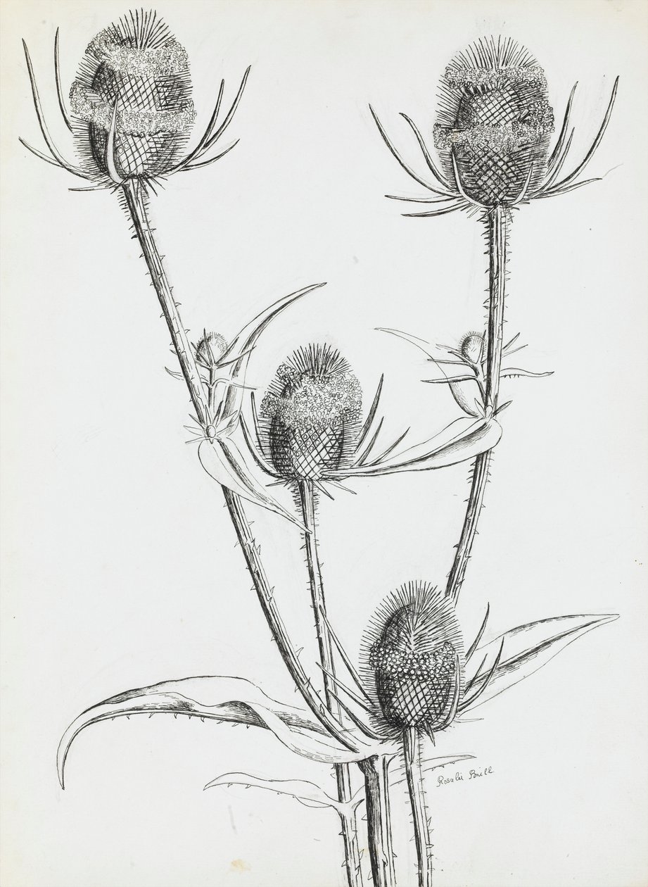蓟 作者 罗莎莉·布里尔（Rosalie Brill）