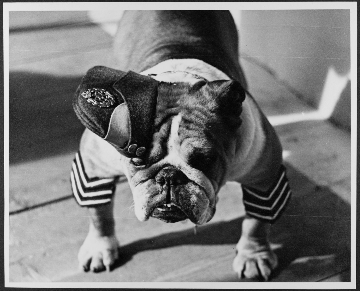 身着皇家空军制服的斗牛犬，松林制片厂 作者 