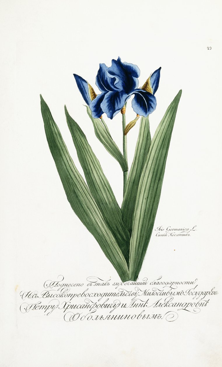 艾里斯·日耳曼尼卡（Iris Germanica），1797-1803年 作者 俄语学校