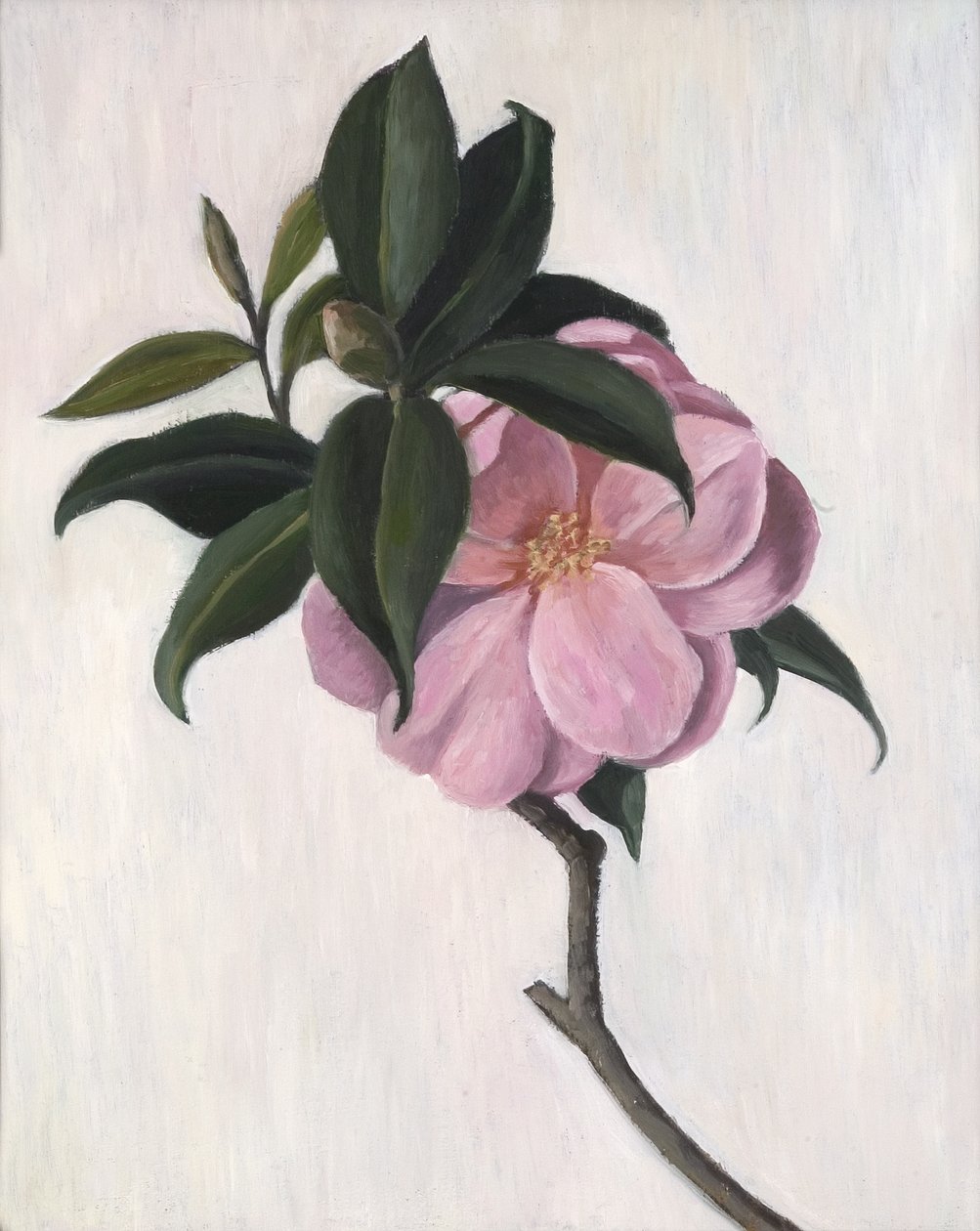 山茶花，1998年 作者 露丝·艾迪纳尔