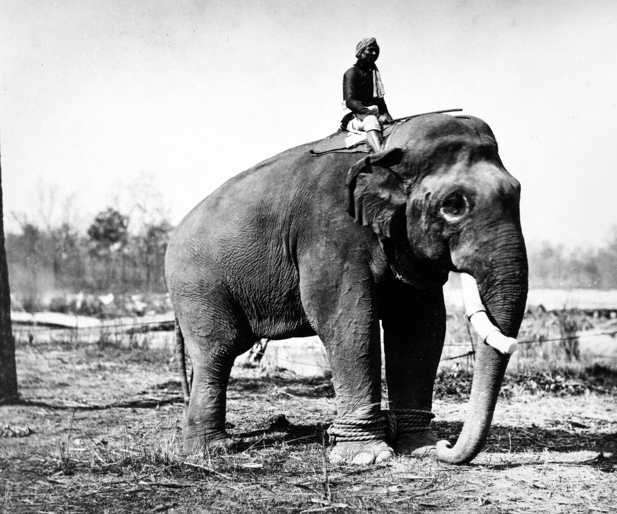Jung Pershad，Maharaja Sir Jang Bahadur最大的战斗大象，1876年 作者 S. and Shepherd，C.伯恩