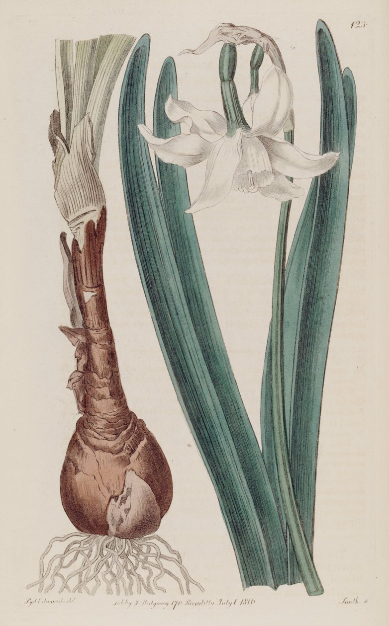 水仙×poculiformis，如水仙（Narcissus montanus） 作者 爱德华兹