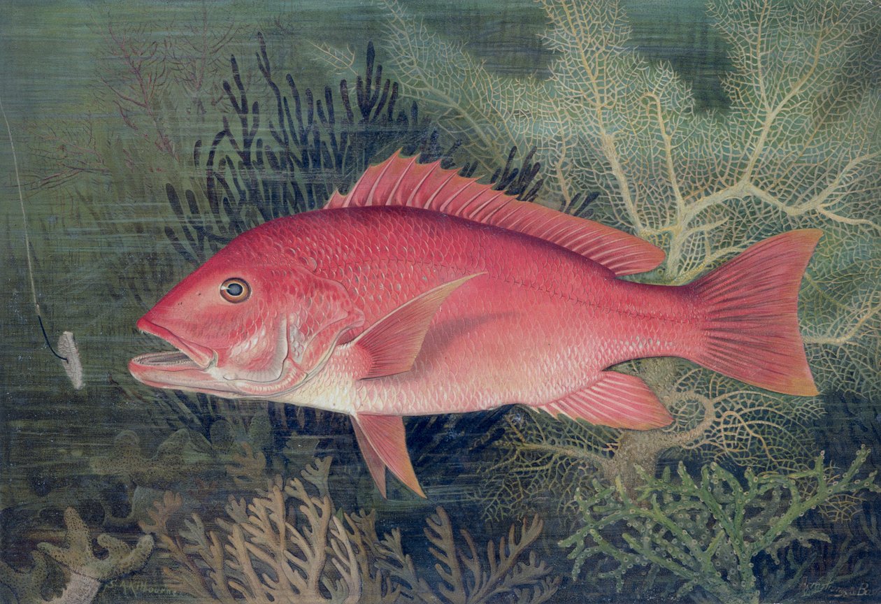 Red Snapper，来自&39;美国游戏鱼&39;，1878年出版（chromolitho） 作者 SA Kilbourne