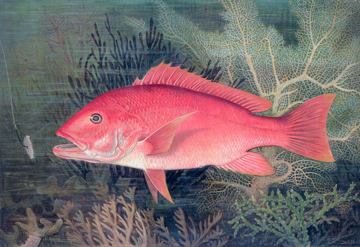 红鲷鱼，1878年 作者 SA 基洛恩