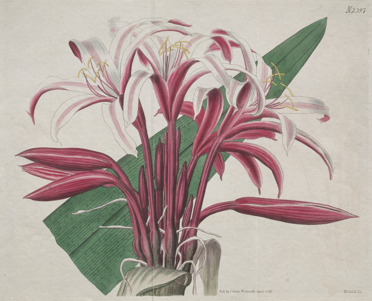 展示的植物杂志或花圃：  庄严的 Crinum 作者 S·柯蒂斯