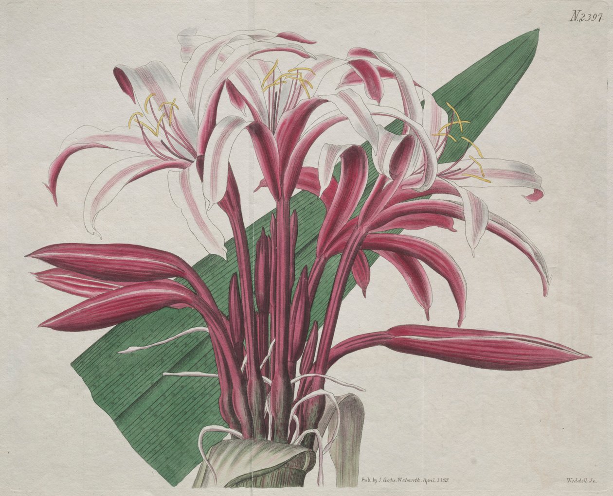 植物学杂志或花圃展示。Stately Crinum，1823年。 作者 S·柯蒂斯