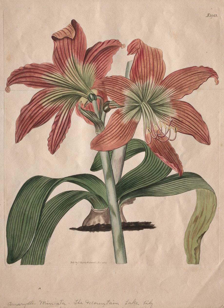展示的植物杂志或花圃：  山湖百合 作者 S·柯蒂斯