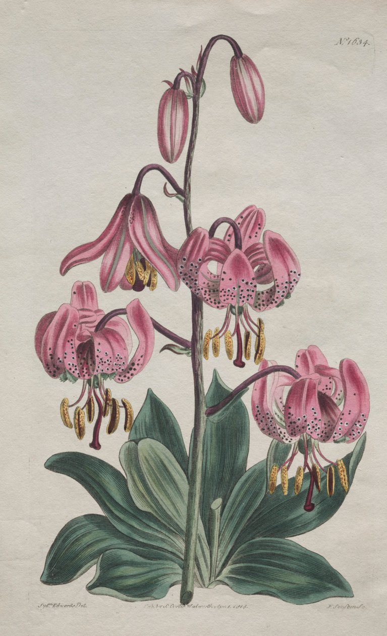 植物学杂志或花卉园展示...突厥人的帽子百合，1814年。 作者 S·柯蒂斯