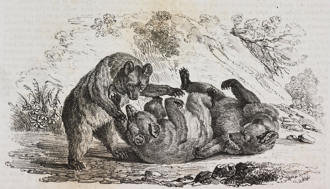 西班牙阿斯图里亚斯的熊，Salvatore Puglia 的石版画，选自 Poliorama Pittoresco，第 9 期，10 月 7 日 作者 萨尔瓦多·普利亚