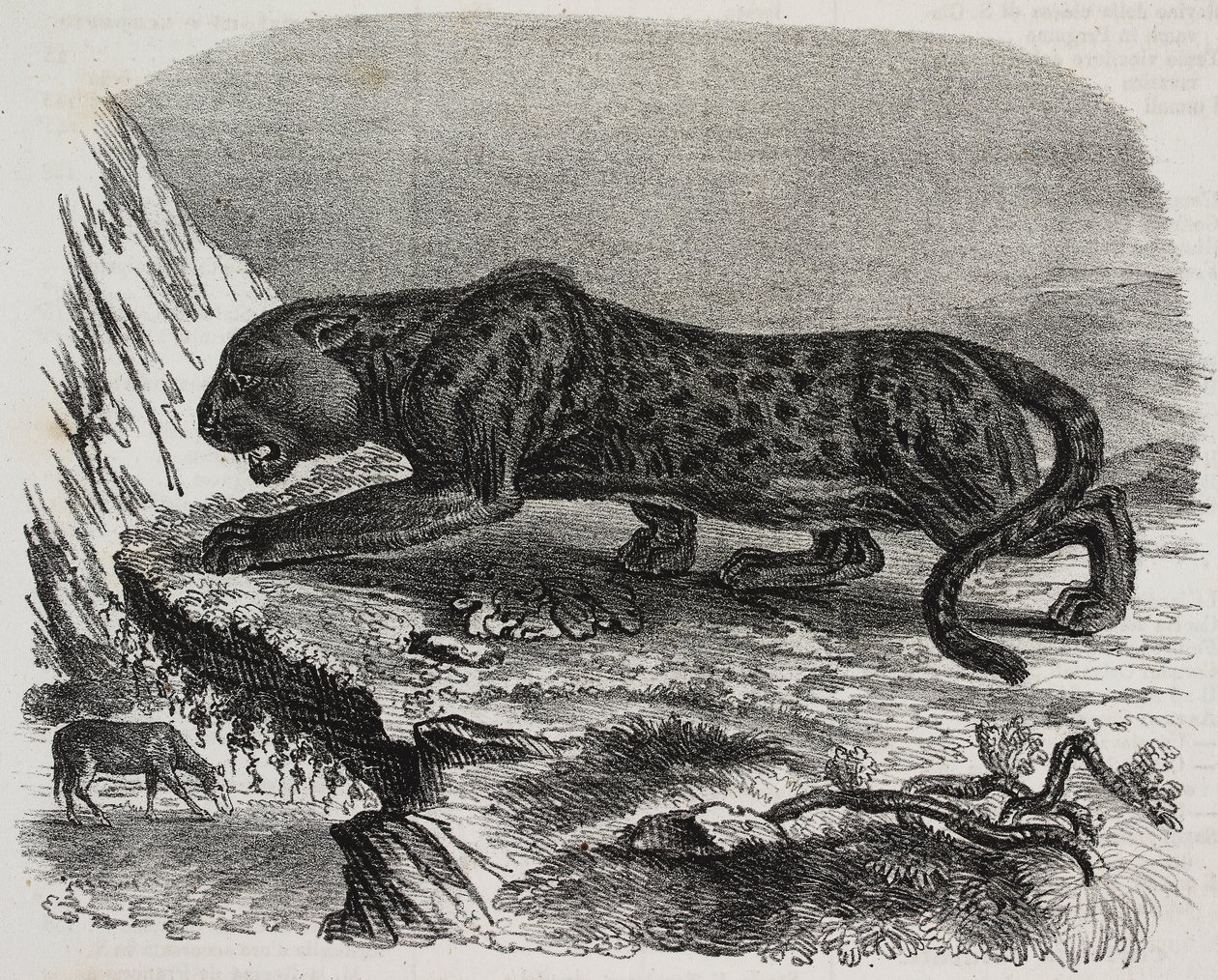 法国巴黎植物园的黑豹，萨尔瓦多·普利亚 (Salvatore Puglia) 的石版画，来自 Poliorama Pittoresco，n 26，2 月 4 日 作者 萨尔瓦多·普利亚