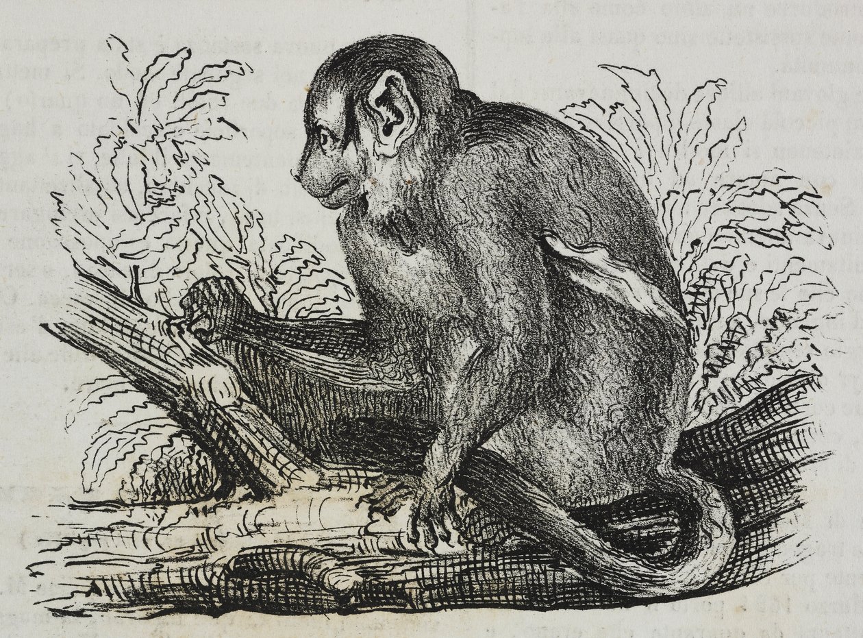 夜猴 douroucoulis (Aotus trivirgatus)，Salvatore Puglia 版画，出自 Poliorama Pittoresco，n 46，6 月 25 日 作者 萨尔瓦多·普利亚