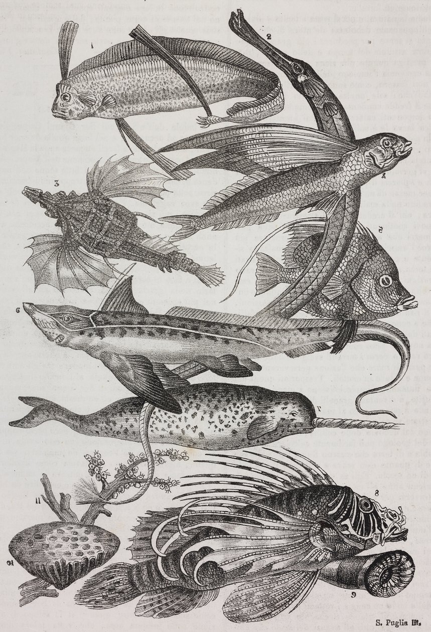 海洋生物: 1 Dattiloftera, 2 Syngnathus, 3 Pegasus, 4 Trachypterus, 5 Chaetodon, 6 Rabbit Fish, 7 Unicorn (narwhal), 8 Flying Pteroids, 9 Attinia 作者 萨尔瓦多·普利亚