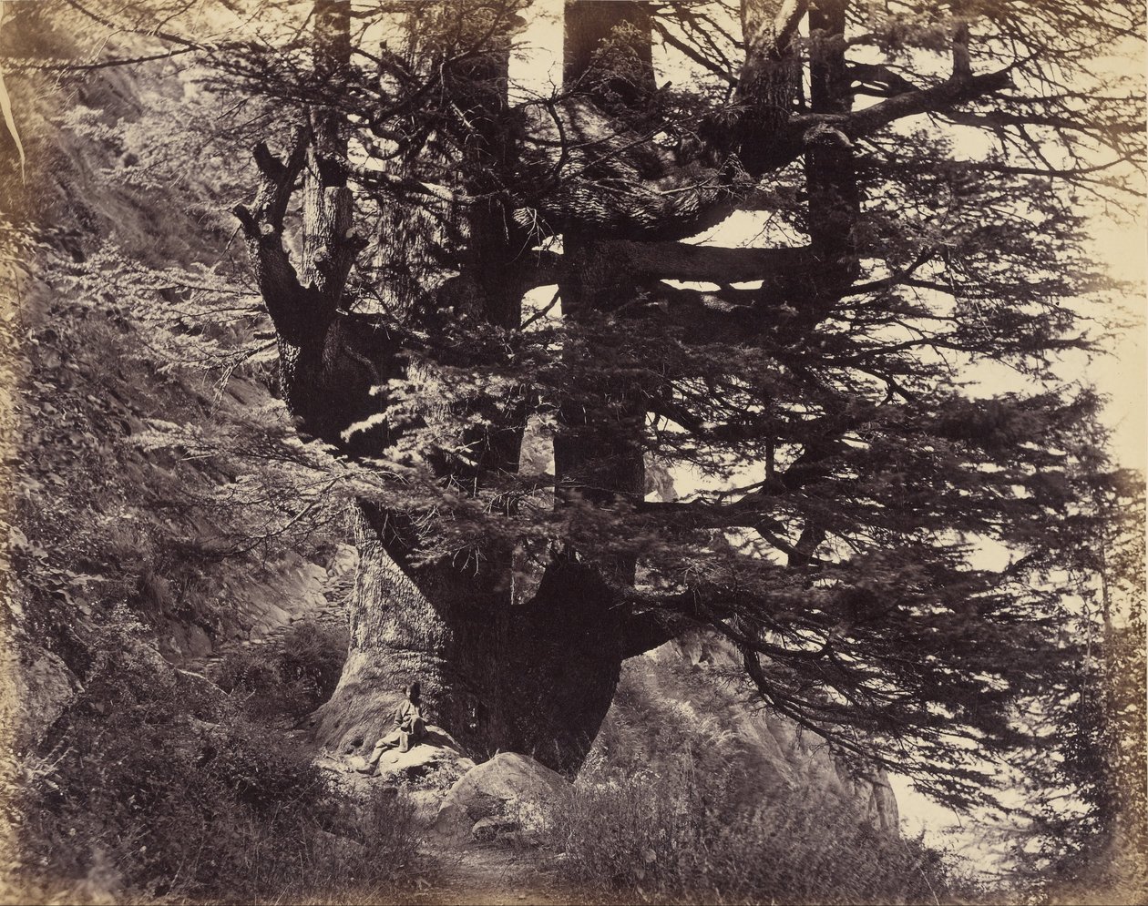 （Simla- Great Deodar，周长42英尺） 作者 塞缪尔·伯恩