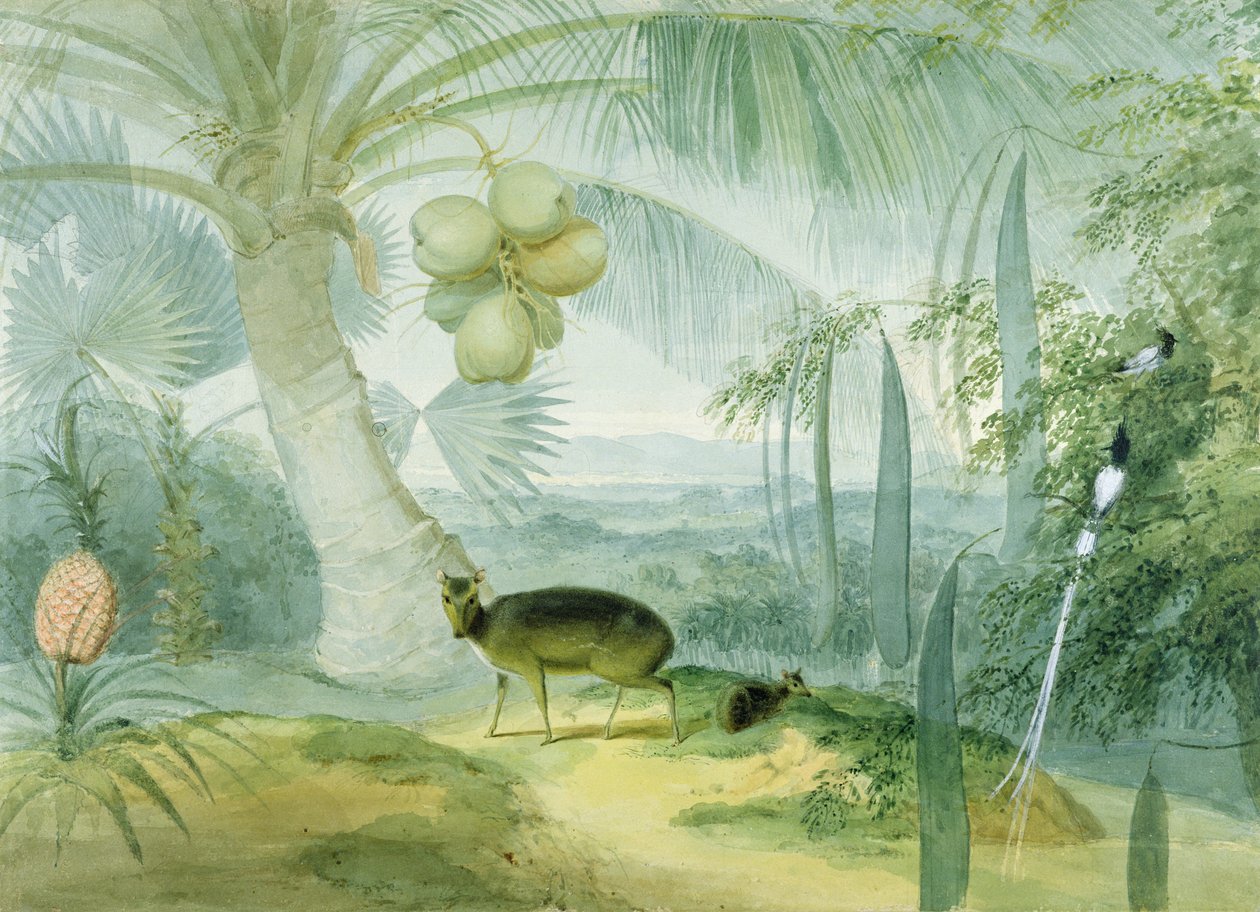 锡兰的一道风景，有吠鹿和小鹿以及一对天堂飞蝇，c.1808-11 作者 塞缪尔·丹尼尔