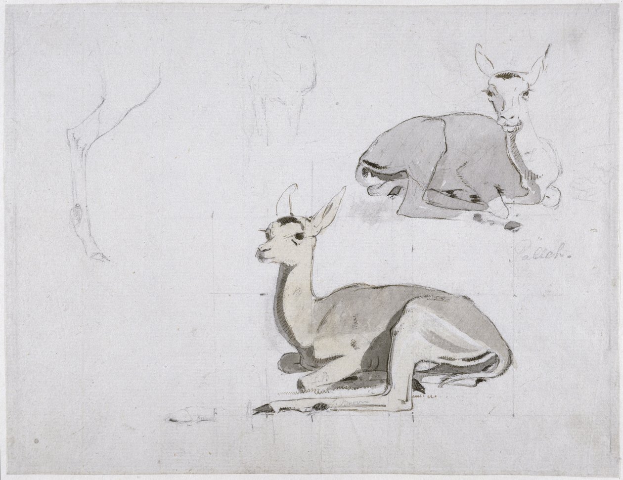 研究年轻的Pallah Deer Resting，c.1802（wc和石墨在纸上） 作者 塞缪尔·丹尼尔