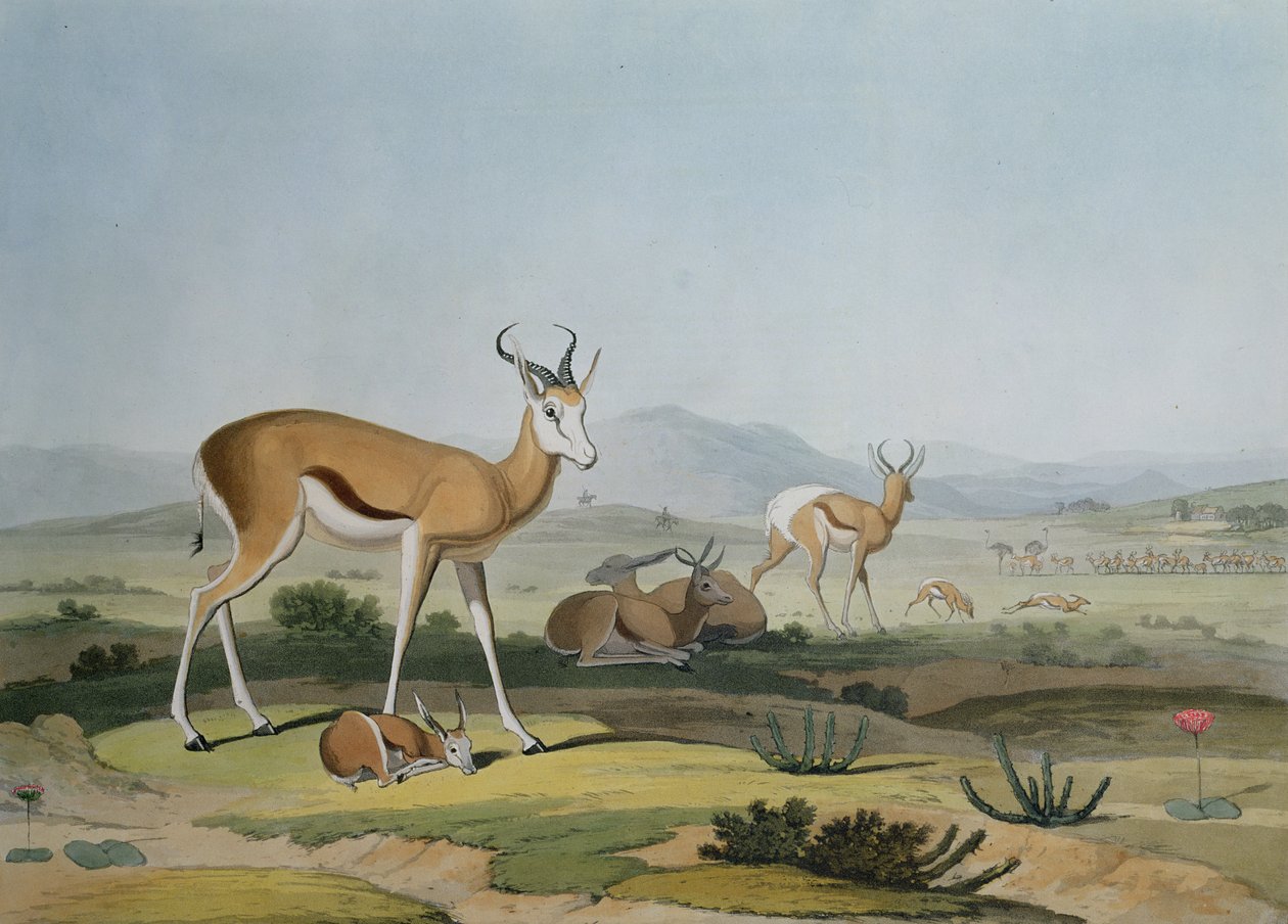 Spring-Bok或Leaping Antelope，来自&39;非洲风景和动物&39;的18号板，由艺术家雕刻，1805（彩色aquatint） 作者 塞缪尔·丹尼尔