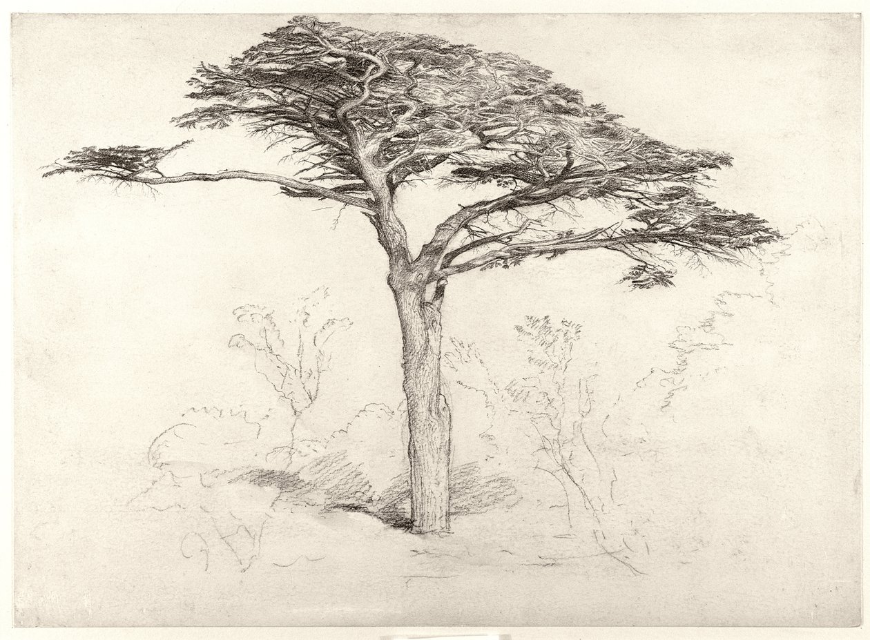 老雪松在植物园，切尔西，1854年 作者 塞缪尔·帕尔默（Samuel Palmer）