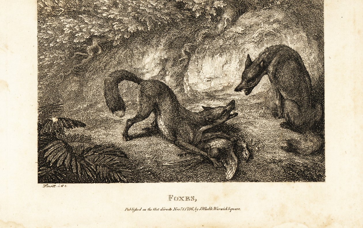 Fox with dead fowl fighting off another fox 作者 塞缪尔·霍威特（之后）