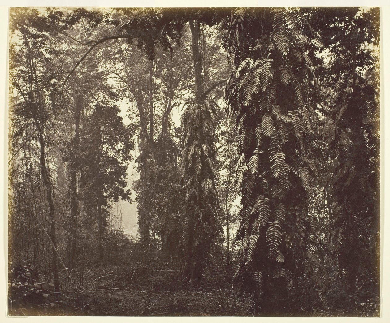 印度大吉岭，约1865年。 作者 塞缪尔·伯恩