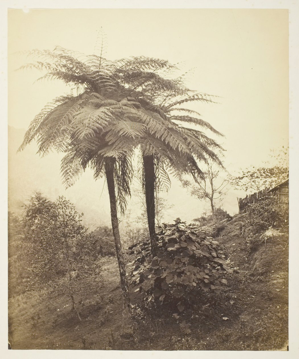 树蕨，获奖照片，1863年。 作者 塞缪尔·伯恩